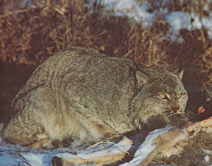 Canada Lynx feeding on a doe deer